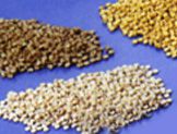 PVC Plastic Pelletizing Recycling PVC compounds material